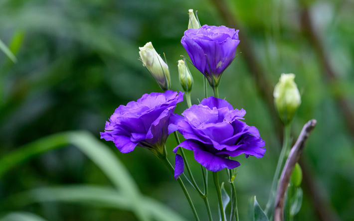 P&#250;rpura Eustoma, hermosas flores de color violeta, fondo con eustoma, lisiantos, pradera de genciana