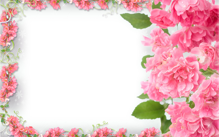 الزهور الوردية الإطار, 4k, الأزهار المفاهيم, إطارات الأزهار, الخلفيات البيضاء, الزهور الوردية
