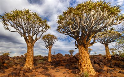 Quiver Tree Forest, Aloe dichotoma, Keetmanshoop, Quiver Tree, sera, tramonto, alberi, paesaggio Africano, Namibia, Aloidendron dichotomum