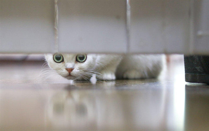 gato blanco, ojos verdes, mascotas, esponjoso gato, animales divertidos, simp&#225;ticos animales