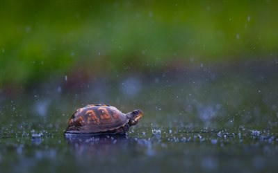 little turtle, rain, reptile, cute animals, turtles