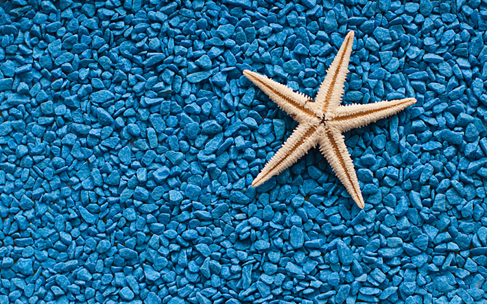 starfish, 4k, blu ciottoli, costa, mare, pietre blu, stelle marine sulla spiaggia