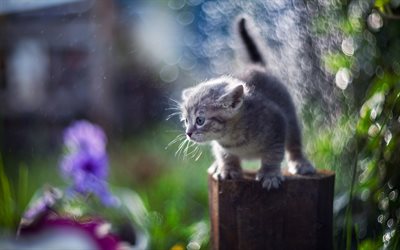グレーの少子猫, かわいい動物たち, little cat, 雨, 小動物, 猫