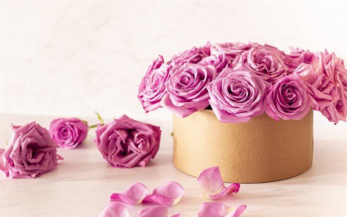 bo&#238;te en carton avec roses, roses violettes, bo&#238;te en papier, cadeau avec roses, coffret cadeau avec roses, coffret cadeau, roses