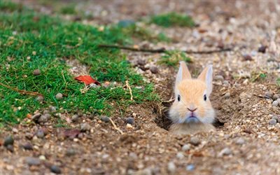 funny rabbit, bokeh, lawn, wildlife, cute animals, beige rabbit, rabbits, scared rabbit
