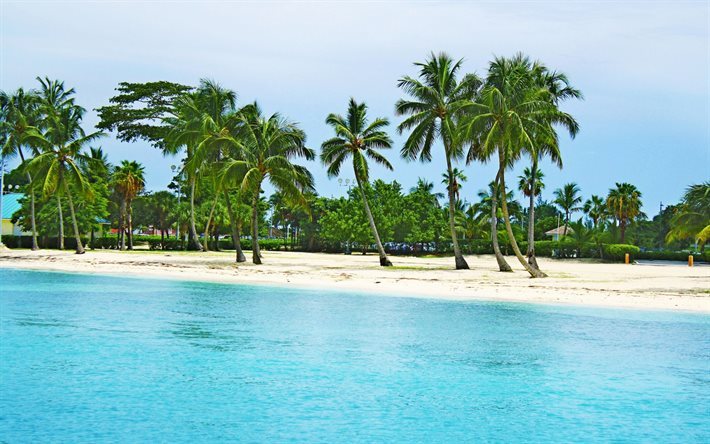 tropiska &#246;n, beach, sand, palmer, sommar, Bahamas