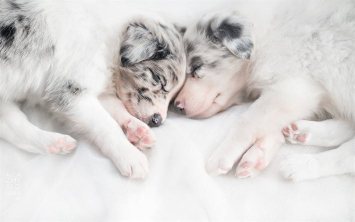 puppies, cute animals, sleeping puppies, dogs