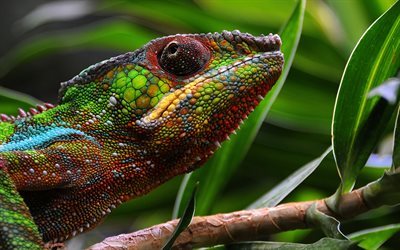 lizard, chameleon, jungle, reptile, green chameleon