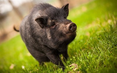 Black Piglet, green grass, pig, black pig