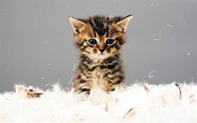 American Bobtail, little kitten, 4k, cute animals, pets, cats