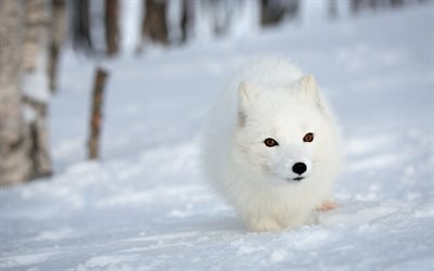 arctic fox, forest, winter, snow, wildlife