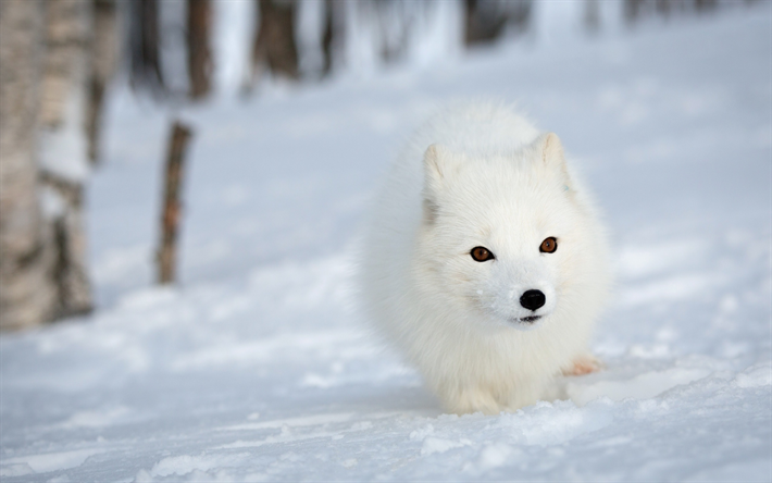 raposa-do-&#225;rtico, floresta, inverno, neve, a vida selvagem