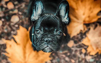 black puppy, french bulldog, small black dog, pets, dogs, 4k