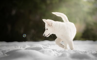 Berger Blanc Suisse, cucciolo, cane bianco, invernali, neve, Pastore Svizzero Bianco