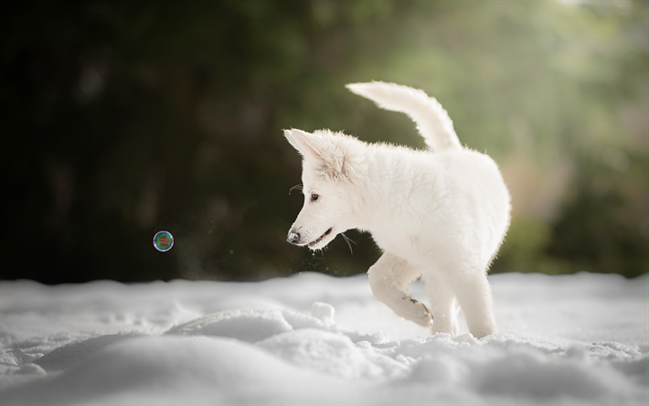 Berger Blanc Suisse, cachorro, perro blanco, invierno, nieve, Blanco Suizo Pastor
