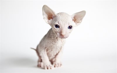 Sphynx cat, small hairless cat, white kitten, cute animals, domestic cats