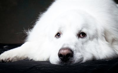4k, Great Pyrenees, dogs, pets, cute animals, muzzle, Great Pyrenees Dog