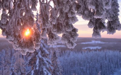 winter, snow, twigs, sunset, sun, winter landscape