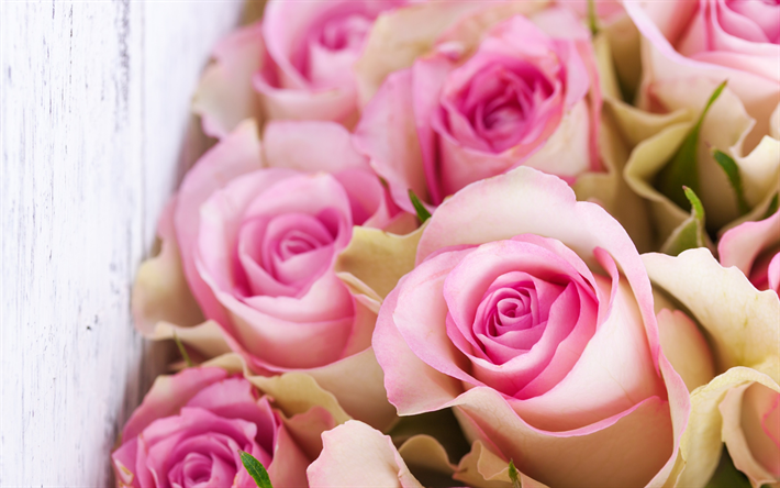 rosas de color rosa, ramo de flores, flores rosas, rosas