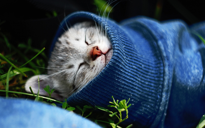 peque&#241;o gatito, gato durmiendo, la manga, la hierba verde, las mascotas
