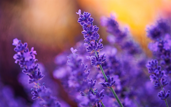 lavender, field flowers, spring, sunset, plants, purple flowers