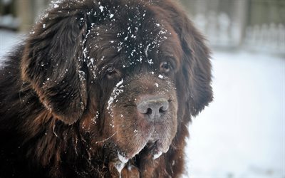 Newfoundland dog, big black dog, pets, 4k