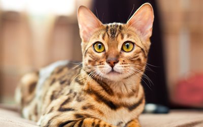 القط البنغال, القط المنزلي ،, 4k, عيون خضراء كبيرة, الحيوانات الأليفة
