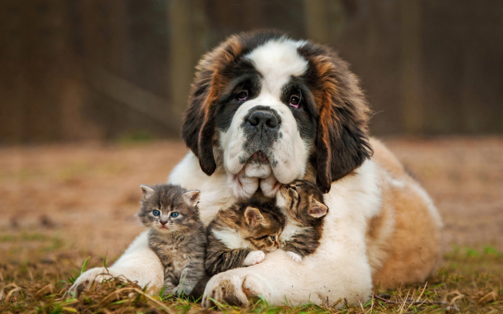 saint bernard puppy, little gray kittens, friendship concepts, cat and dog