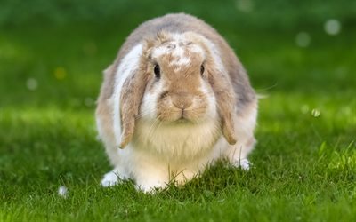 big rabbit, green grass, farm, cute animals, long ears