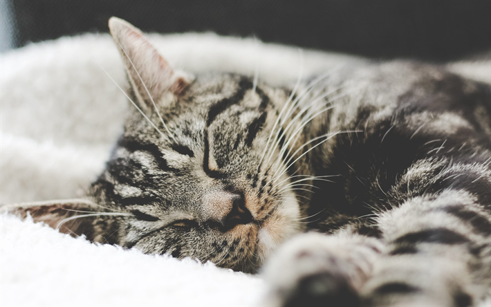 American Shorthair gato, o gato dom&#233;stico, cinza gatos, cama