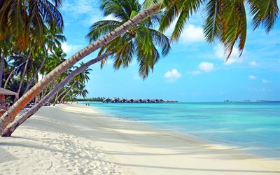 Bora Bora, tropiska &#246;ar, beach, palmer, bungalow, azure