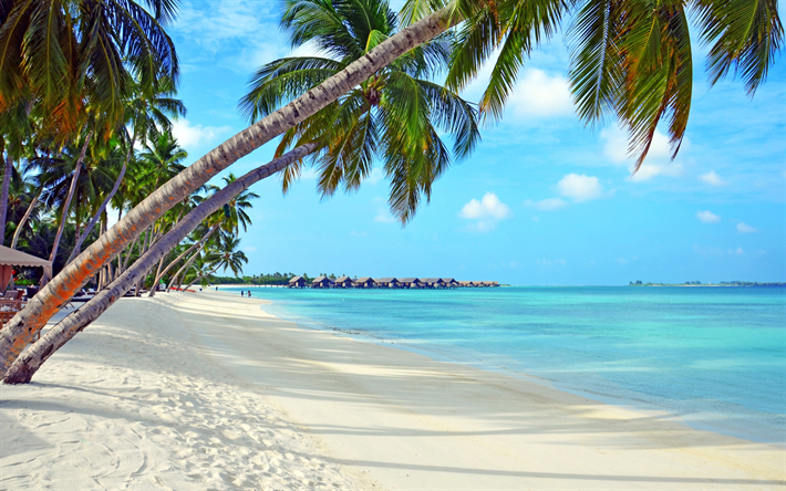 Bora Bora, isole tropicali, spiaggia, palme, bungalow, azure