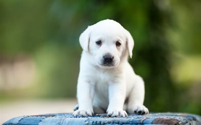 white labrador, 4k, retriever, puppy, cute puppies, pets, labradors