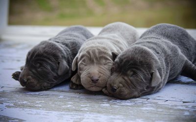 small labradors, 4k, puppies, retriever, gray labradors, cute puppies, pets, labradors