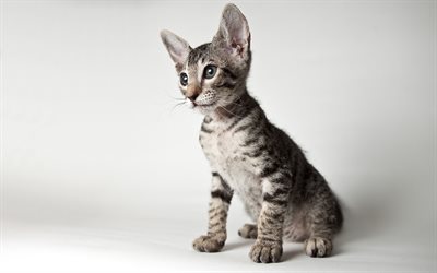 كورنيش ريكس, الرمادي هريرة, 4k, القطط المنزلية, قطة صغيرة
