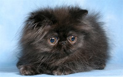 black fluffy kitten, cute cats, little black cat, pets, 4k