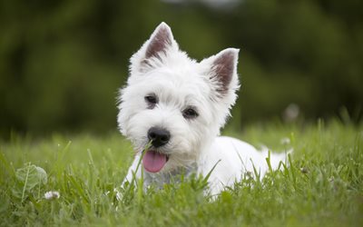 西ハイランド白のインテリア, 4k, 芝生, ペット, かわいい動物たち, 犬, 西ハイランド白テリア犬