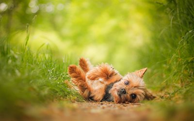 Yorkshire Terrier, engra&#231;ado c&#227;o, floresta, &#225;rvores, animais fofos, animais de estima&#231;&#227;o