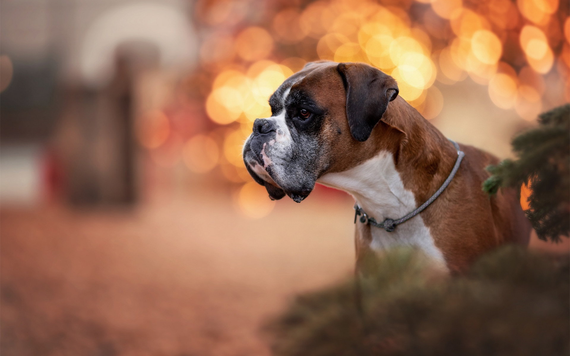 Boxer Dog HD Wallpapers And BackgroundAmazoninAppstore for Android