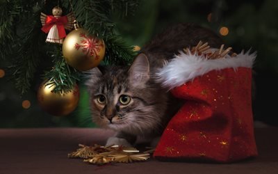A&#241;o nuevo, Navidad, 2018, gato, regalos de Navidad, bolas de Navidad