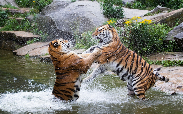 tigers, predators, river, wildlife, tiger fighting, wild animals, wild cats