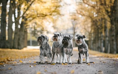 Mittelschnauzer, dogs, pets, gray dogs, quartet, cute animals