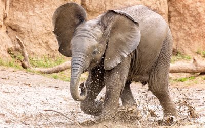 small elephant, zoo, cub, cute animals, mud, elephants