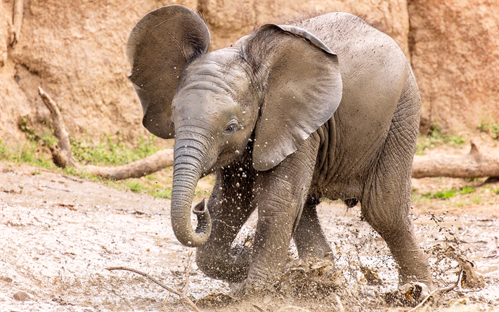 liten elefant, zoo, cub, s&#246;ta djur, lera, elefanter