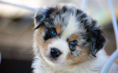 4k, Australian Shepherd, puppy, cute animals, blue eyes, dogs, Aussie