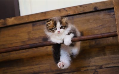 white fluffy kitten, cute little animals, extreme, cats, pets