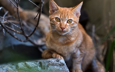 ginger cat, forest, big cute cat, british shorthair cat, pets, cute animals
