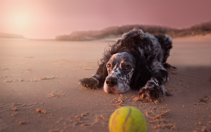 Download wallpapers english setter, spotty dog, cute animals, beach