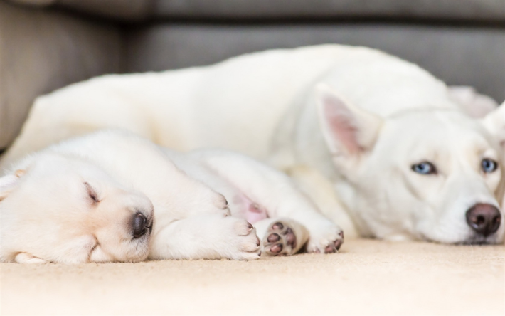 Suisse Berger, la m&#232;re et la cub, Blanc Suisse Berger, dormir chiot, chiens, chien blanc, Berger Blanc Suisse, les animaux de compagnie, Chien de Berger Blanc