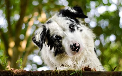 Australian Shepherd, white puppy, spotted dog, pets, cute animals, dogs, forest, heterochromia, Aussie